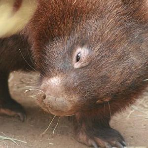 Common Wombat