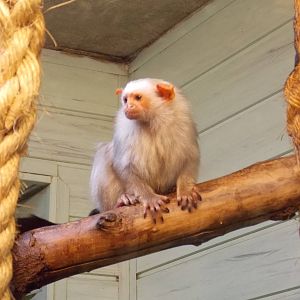 Silvery Marmoset