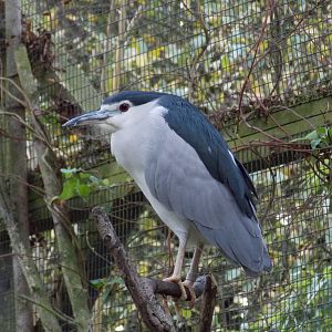 Black-crowned night heron