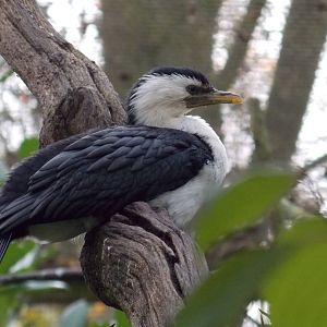 Little pied cormorant