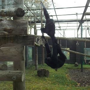 Siamangs