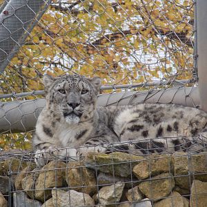 Snow leopard