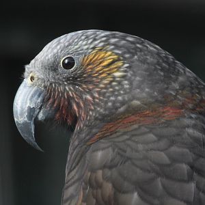 North Island Kaka (Nestor meridionalis septentrionalis)