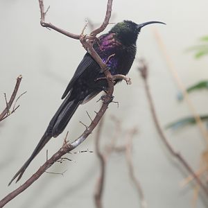 Tacazze Sunbird (Nectarinia tacazze) male