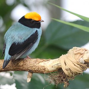 Blue Manakin (Chiroxiphia caudata) male