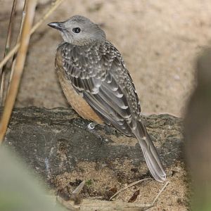 Fawn-breasted Bowerbird (Chlamydera cerviniventris)