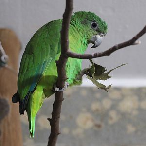 Black-billed Amazon (Amazona agilis)