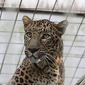 Indian Leopard (Panthera pardus fusca)