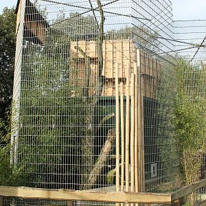 New Clouded leopard enclosure