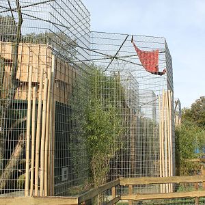 New Clouded leopard enclosure