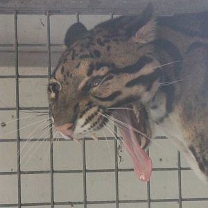 Clouded leopard