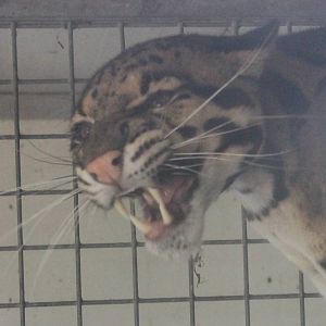 Clouded leopard