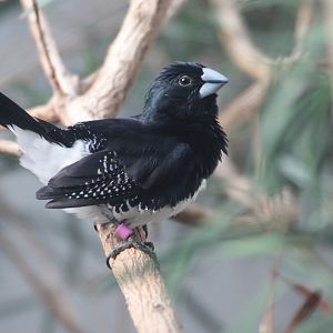 Bioko Munia (Spermestes bicolor poensis)