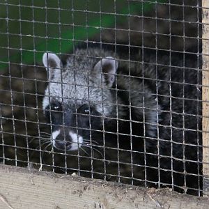 African civet