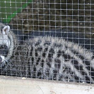 African civet
