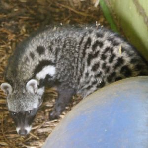 African civet