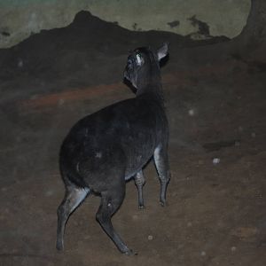 Maxwell's Duiker