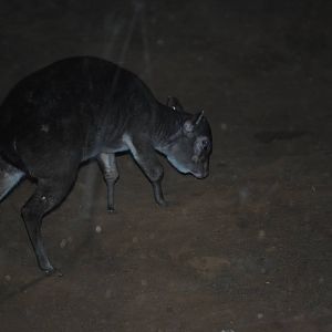 Maxwell's Duiker