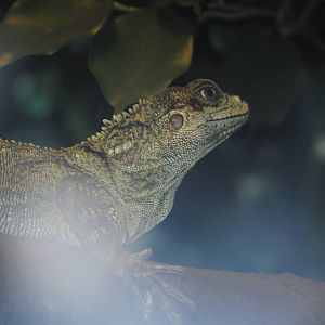 Weber's Sailfin Lizard