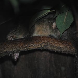 Common Tree Shrew