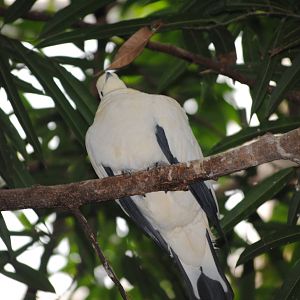Pied Imperial Pigeon
