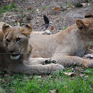 Transvaal Lion Cubs