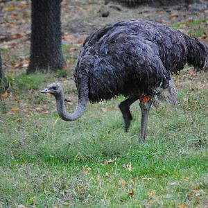Ostrich