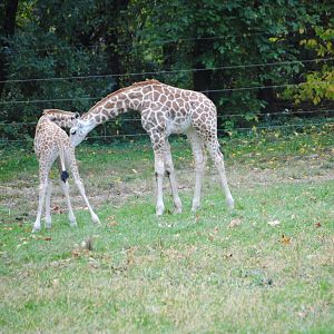 Baringo Giraffe Calves