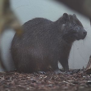 Desmarest's Hutia (Capromys pilorides)