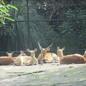 lewche group chapultepec zoo