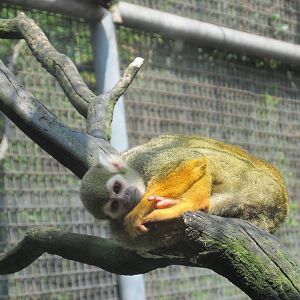 squirrel monkey chapultepec zoo