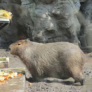 Capibara and Squirrel monkey Chapultepec Zoo