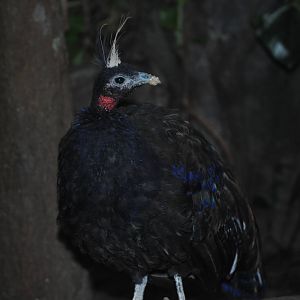 Congo Peafowl