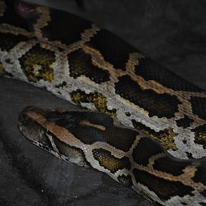 Burmese Python