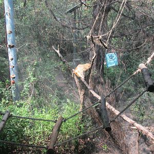 rhesus monkey exhibit chapultepec zoo