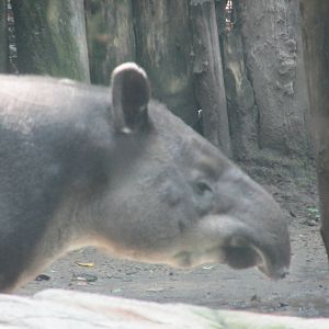 baird`s tapir chapultepec zoo