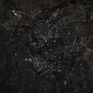 Vietnamese Mossy Frog