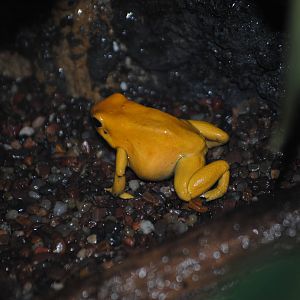 Golden Poison Dart Frog