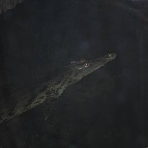 Nile Crocodile