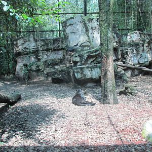 Black leopard exhibit Chapultepec zoo