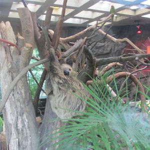 sloth chapultepec zoo