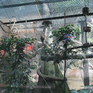 marmoset exhibit chapultepec zoo