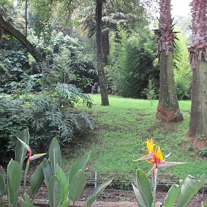 Gorilla exhibit Chapultepec zoo