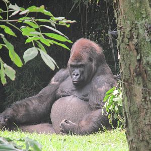 bantu gorilla chapultepec zoo