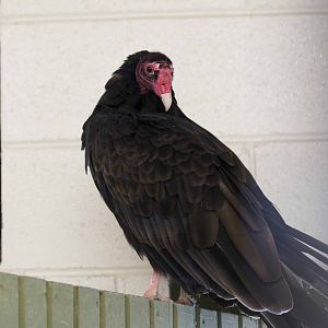 Turkey Vulture