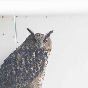 Eurasian Eagle Owl