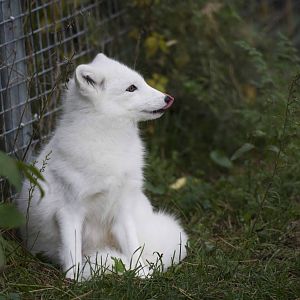 Arctic Fox (F)