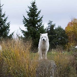 Arctic Wolves