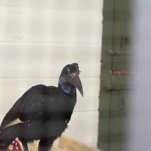 Abyssinian Ground Hornbill