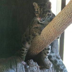 Clouded Leopard
